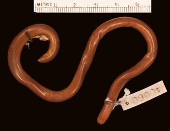 Media type: image;   Herpetology R-40060